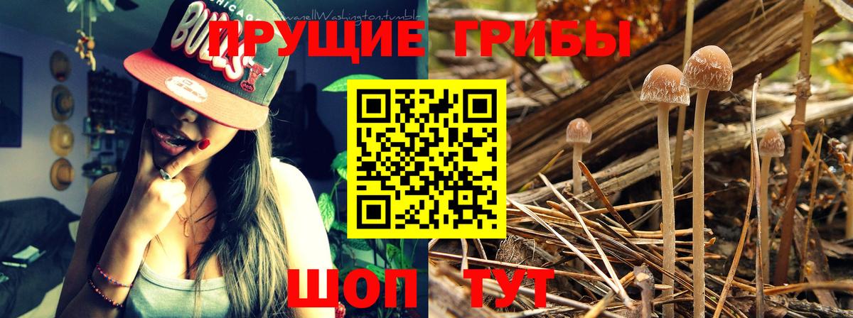 Галлюциногенные грибы Cubensis Аксай